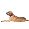 HUNTER Hundehalsband Aalborg Special rot 30 cm