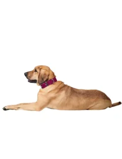 HUNTER Hundehalsband Aalborg Special rot 30 cm
