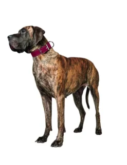 HUNTER Hundehalsband Aalborg Special rot 30 cm