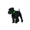 HUNTER Hundehalsband Convenience apfelgrün XS/S