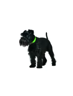 HUNTER Hundehalsband Convenience apfelgrün XS/S