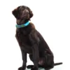 HUNTER Hundehalsband Convenience türkis XS/S