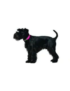 HUNTER Hundehalsband Convenience himbeer XS/S