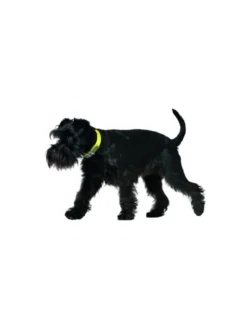 HUNTER Hundehalsband Convenience neongelb XS/S
