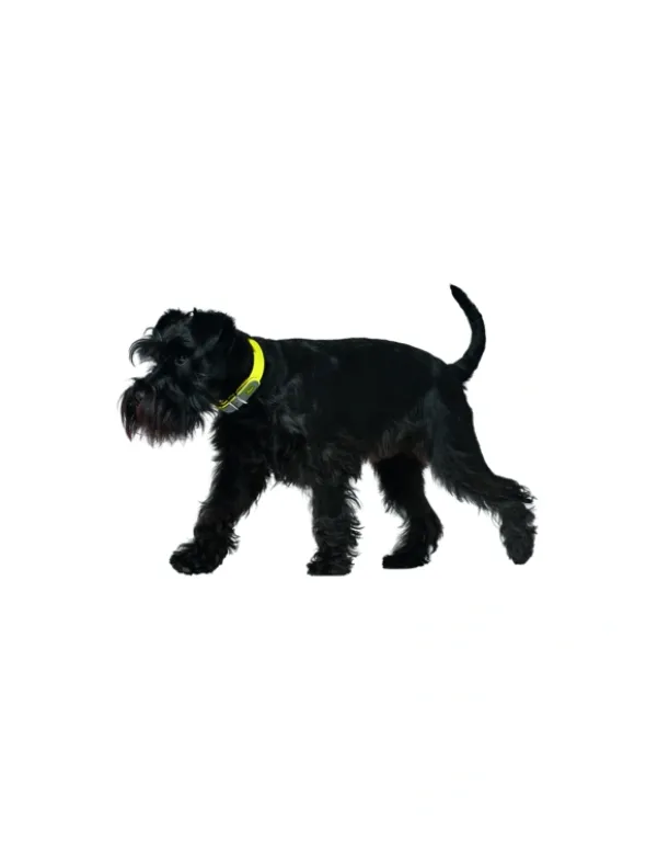 HUNTER Hundehalsband Convenience neongelb XS/S