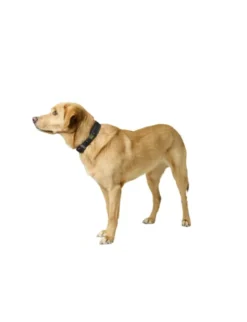 HUNTER Hundehalsband Havanna schwarz 35 cm