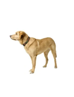 HUNTER Hundehalsband Havanna grün, orange 35 cm