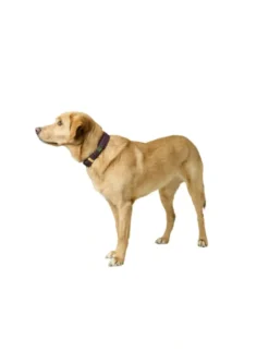 HUNTER Hundehalsband Havanna brombeer 35 cm