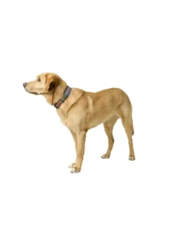 HUNTER Hundehalsband Havanna rauchblau, taupe 45 cm