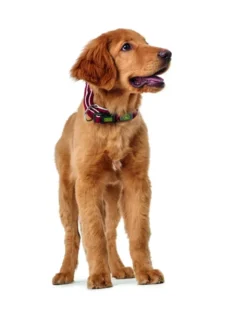 HUNTER Hundehalsband Hilo rot L/XL