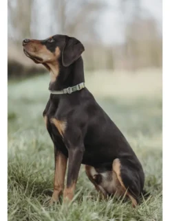 HUNTER Hundehalsband Inari Alu-Strong lindgrün M