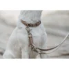 HUNTER Hundehalsband Inari Alu-Strong beige M
