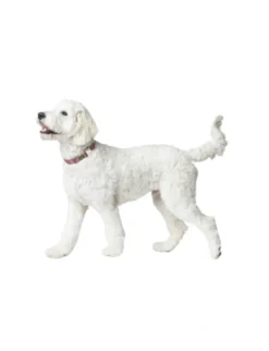 HUNTER Hundehalsband Inari Alu-Strong pastellrot M