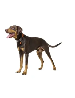 HUNTER Hundehalsband Lemvig dunkelbraun, orange 65 cm