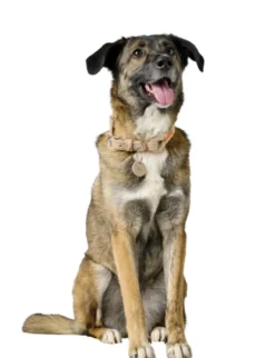 HUNTER Hundehalsband Malia beige, natur 60 cm