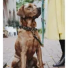 HUNTER Hundehalsband Malia dunkelbraun, dunkelgrün 45 cm