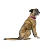 HUNTER Hundehalsband Malta magenta 42 cm