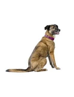 HUNTER Hundehalsband Malta magenta 42 cm