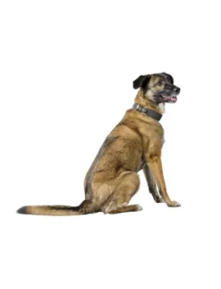 HUNTER Hundehalsband Malta steingrau 42 cm