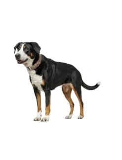HUNTER Hundehalsband Porto tabak 30 cm