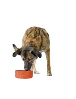 HUNTER Keramik-Napf Osby Glazed orange 0,35 l