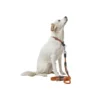 HUNTER verstellbare Führleine Freestyle orange 2 m/8 mm