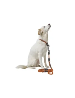 HUNTER verstellbare Führleine Freestyle orange 2 m/8 mm