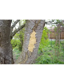 JR Farm Bark-Butter 620g