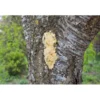 JR Farm Bark-Butter Mehlwürmer 2kg