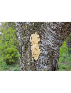 JR Farm Bark-Butter Mehlwürmer 2kg