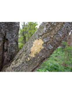 JR Farm Bark-Butter Nüsse 2kg
