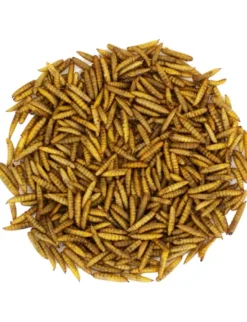 JR Farm Garden Hermetia/Soldatenfliegen-Larven 400g