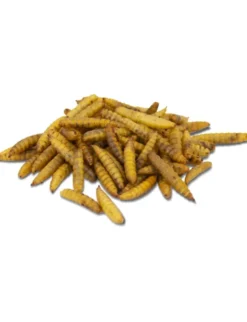 JR Farm Garden Hermetia/Soldatenfliegen-Larven 400g