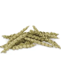 JR Farm Knabber-Ähren 30g