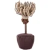 Petlando Earthcat Catnip Chrysantheme