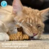 Petlando Earthcat Catnip Schuh