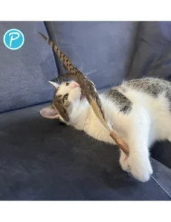 Petlando Earthcat Ersatz Fasanenfedern 2er