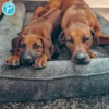 Petlando Hundebett Korfu Ortho anthrazit 100 x 70 cm