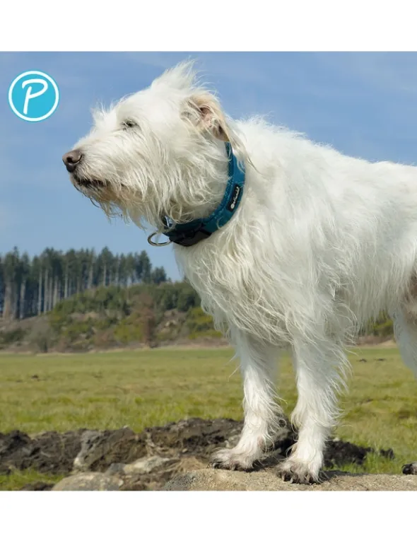 Petlando Mesh Halsband petrol 18/2,0 cm