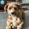 Petlando Moodles Ratte Rebecca