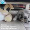 Petlando Moodles Schwein Spencer