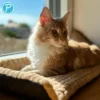 Petlando Windowchiller mit Zugluftstop Waves 35 x 80 cm