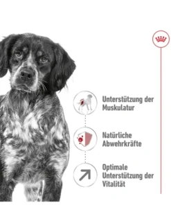 ROYAL CANIN Medium Adult 7+ 15kg