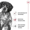 ROYAL CANIN Medium Ageing 10+ 15kg