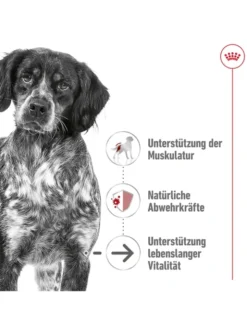 ROYAL CANIN Medium Ageing 10+ 15kg