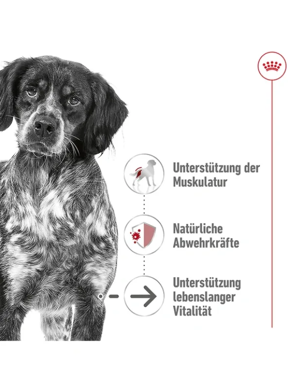 ROYAL CANIN Medium Ageing 10+ 15kg