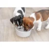 TRIXIE Junior Napf diverse 0,3 l