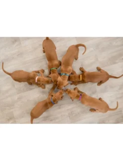 TRIXIE Junior Set Welpenhalsbänder mit Sicherheitsverschluss 22-35 cm