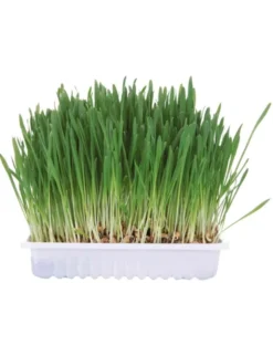 TRIXIE Kleintiergras 100g