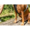 TRIXIE Premium Active Geschirr schwarz XS-S